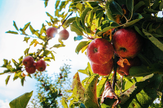 Benefits of Apple Juice: TCM Perspective on This Tasty Drink