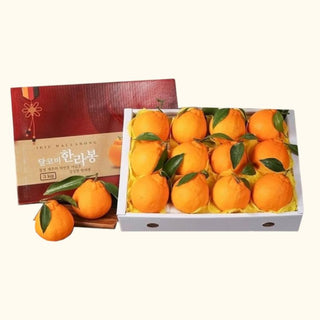 korea jeju hallabong mandarin gift box